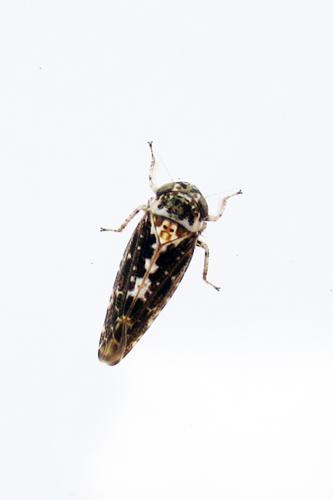 Allygus maculatus